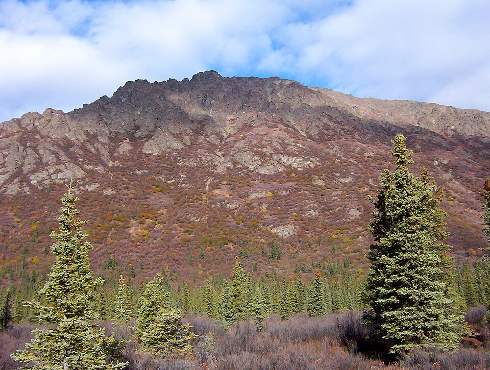 Picea glauca (white spruce)