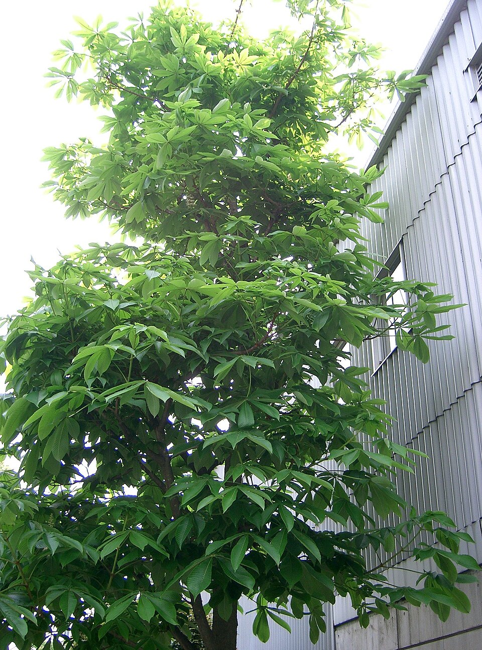 Aesculus turbinata (Japanese Horse Chestnut) (alternate view 7)