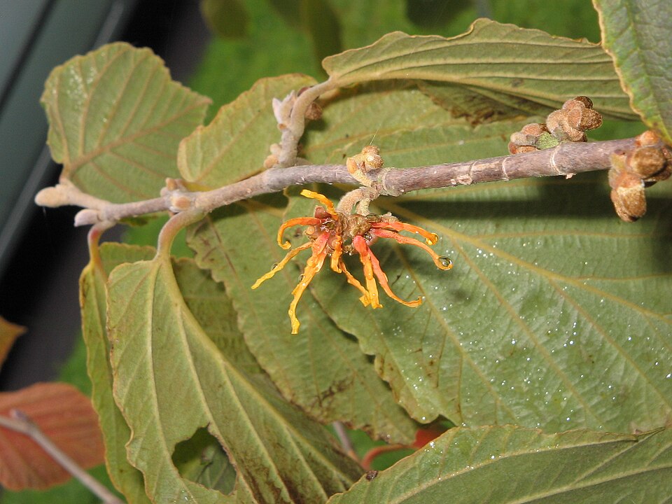 Hamamelis × intermedia 'Jelena' (Jelena Witch Hazel) (alternate view 4)