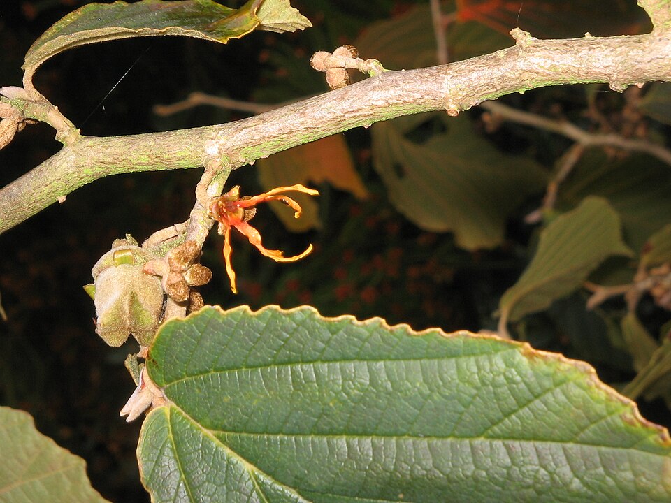 Hamamelis × intermedia 'Jelena' (Jelena Witch Hazel) (alternate view 5)