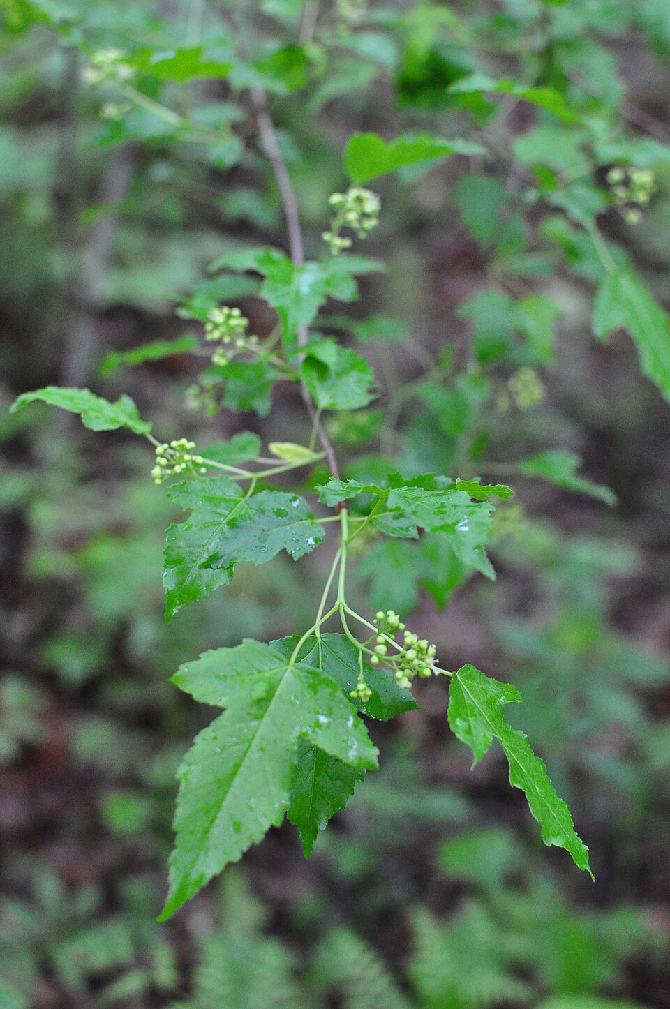 Acer ginnala (Amur Maple) (alternate view 10)