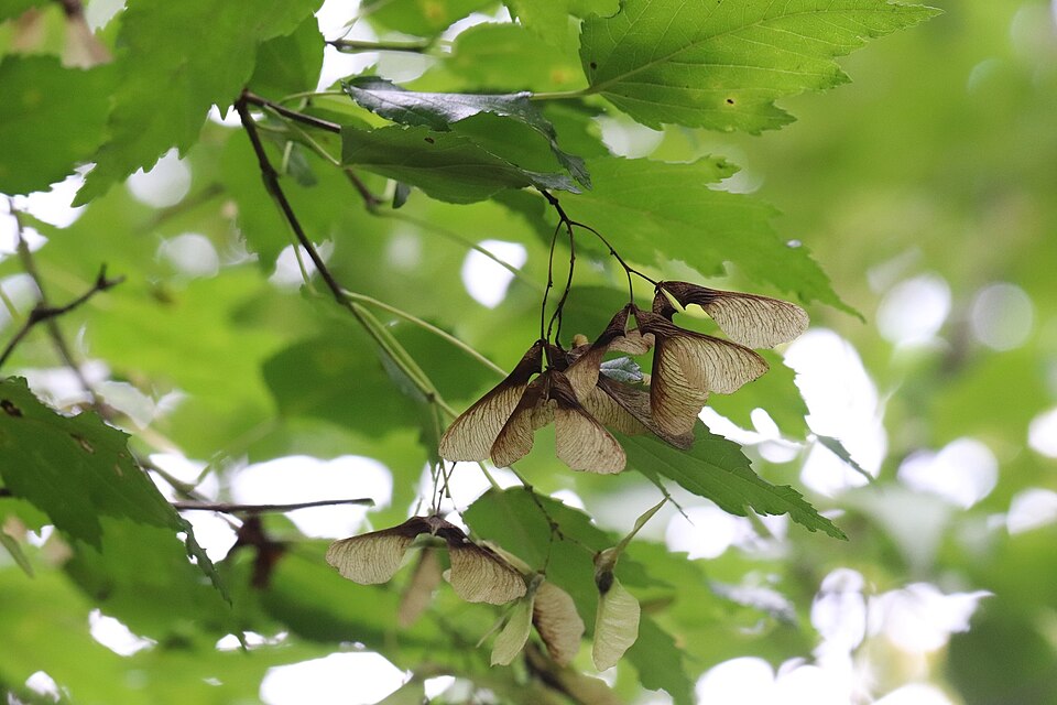 Acer ginnala (Amur Maple) (alternate view 11)