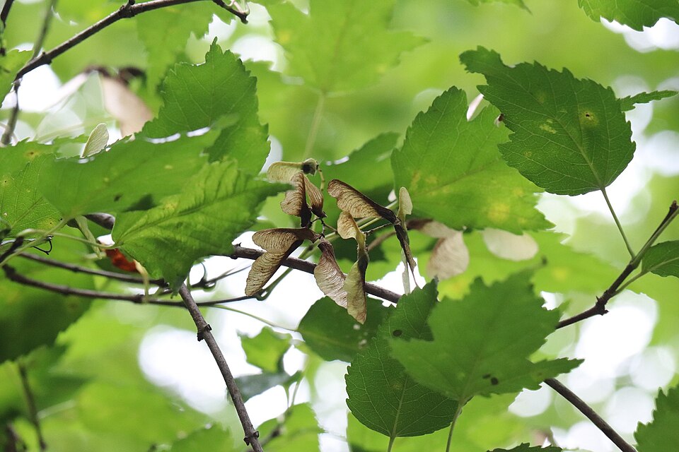 Acer ginnala (Amur Maple) (alternate view 12)