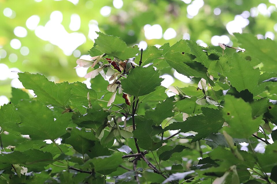 Acer ginnala (Amur Maple) (alternate view 13)