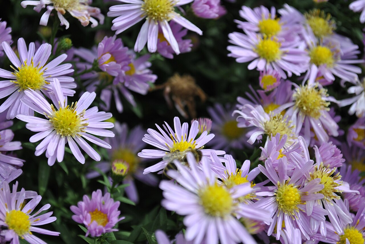 Aster frikartii, Frikart's aster — clumping deciduous (Asteraceae) (image 1 of 10)
