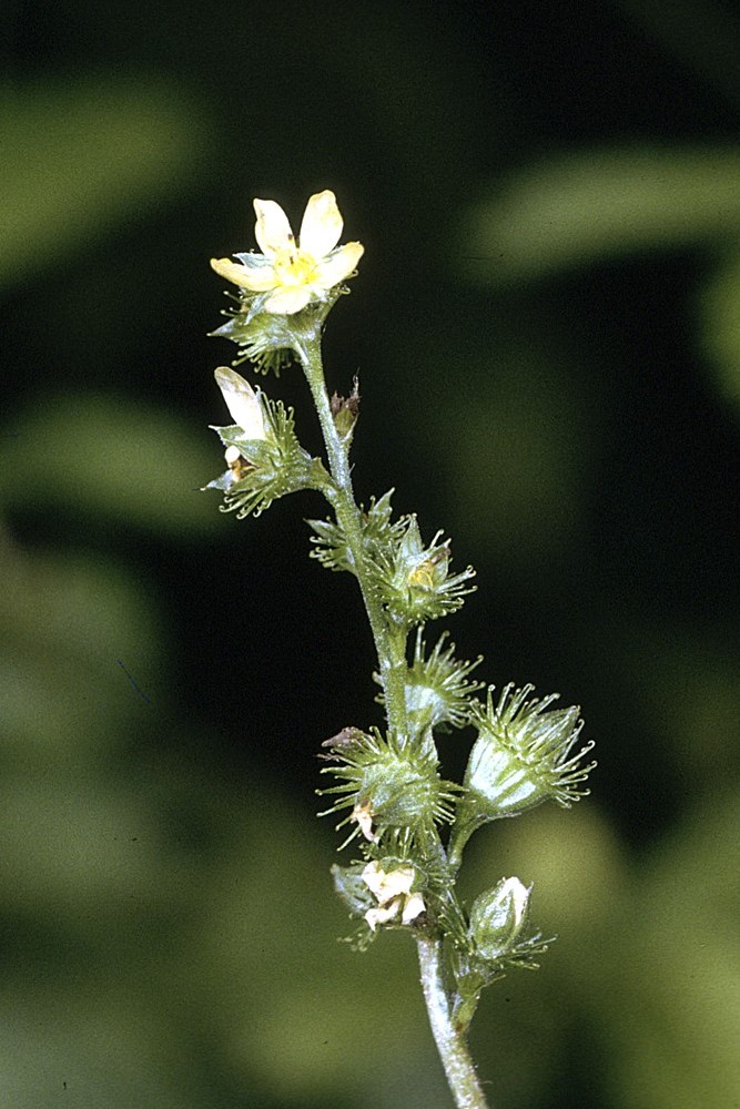 Agrimonia gryposepala (tall hairy agrimony) (alternate view 6)
