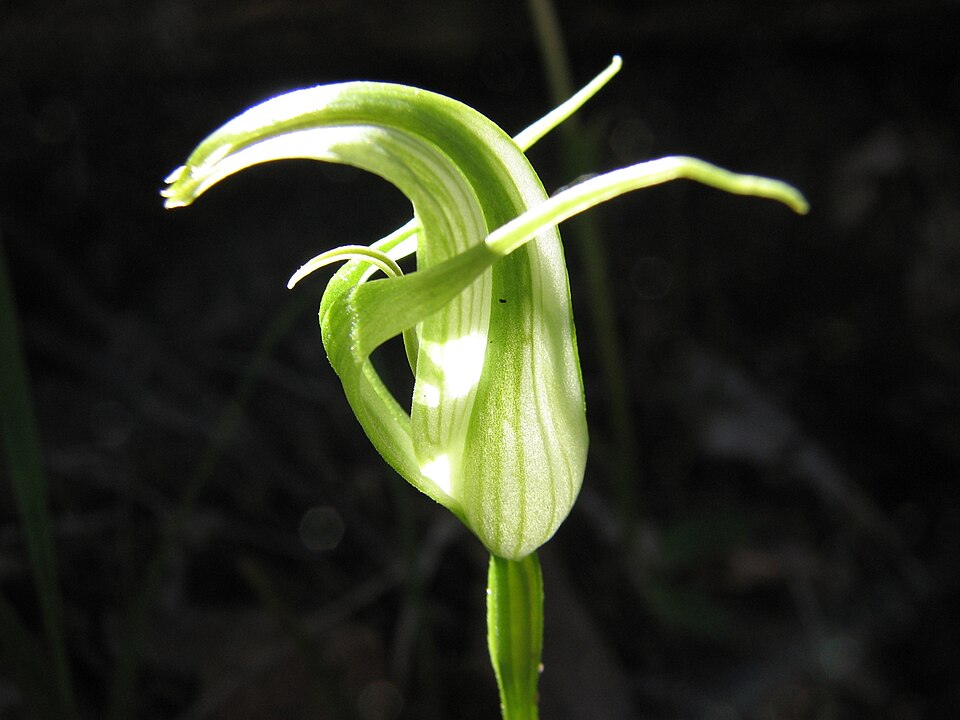Pterostylis alpina (Australian mountain greenhood)
