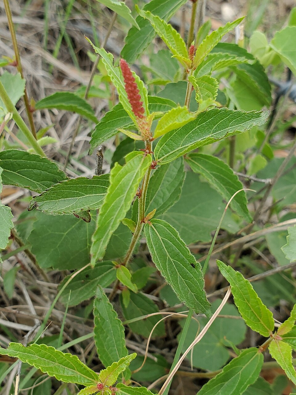 Acalypha (three-seeded mercuries) (alternate view 5)