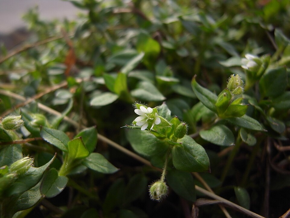 Stellaria media (chickweed) (alternate view 6)
