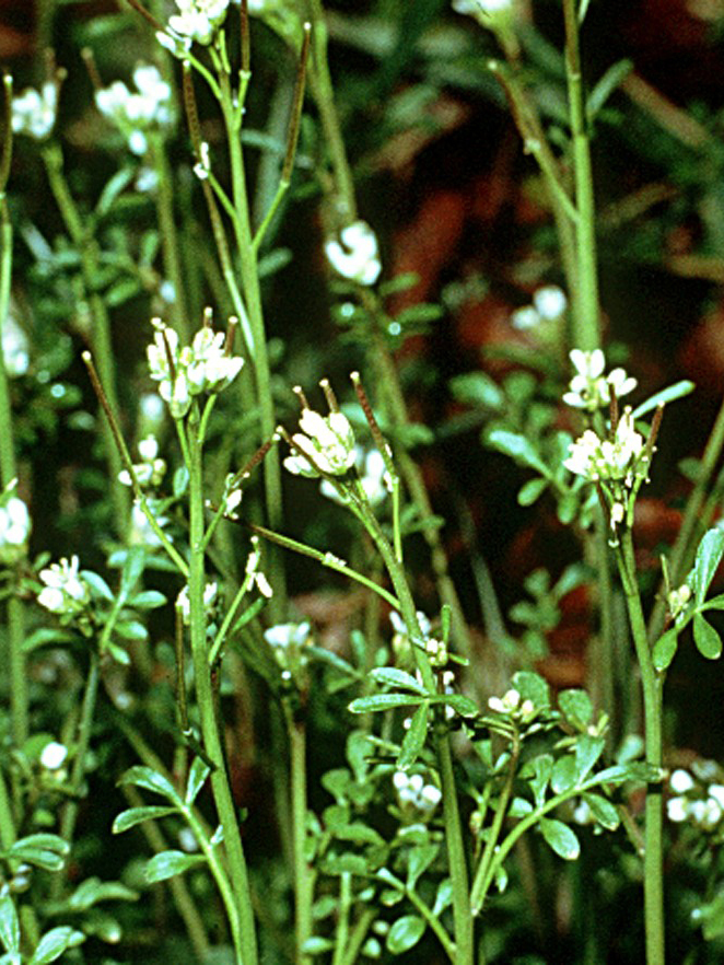 Cardamine pensylvanica (Pennsylvania Bittercress) (alternate view 8)