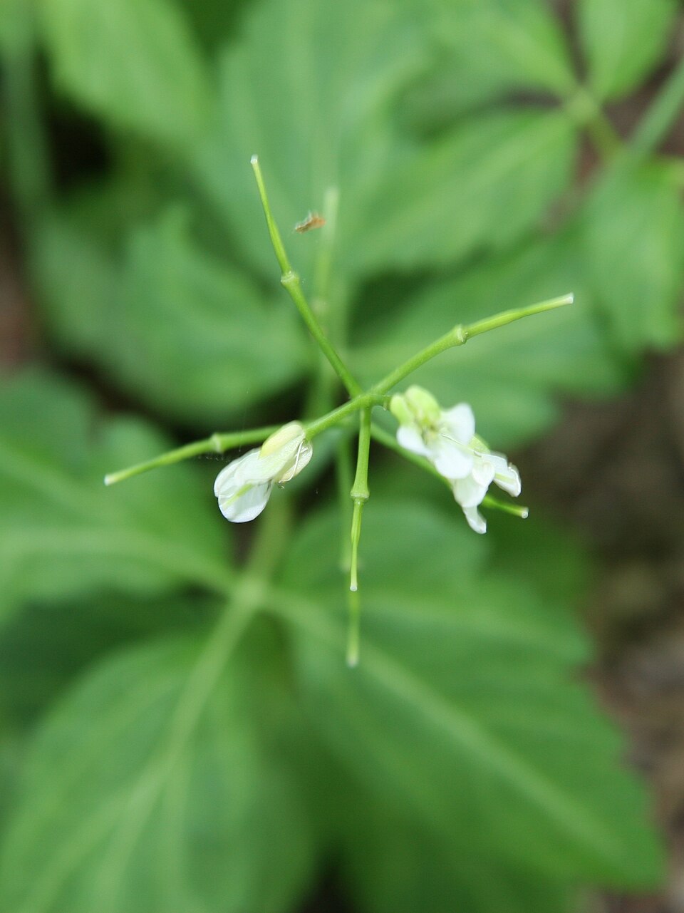 Cardamine maxima (Large Toothwort) (alternate view 6)