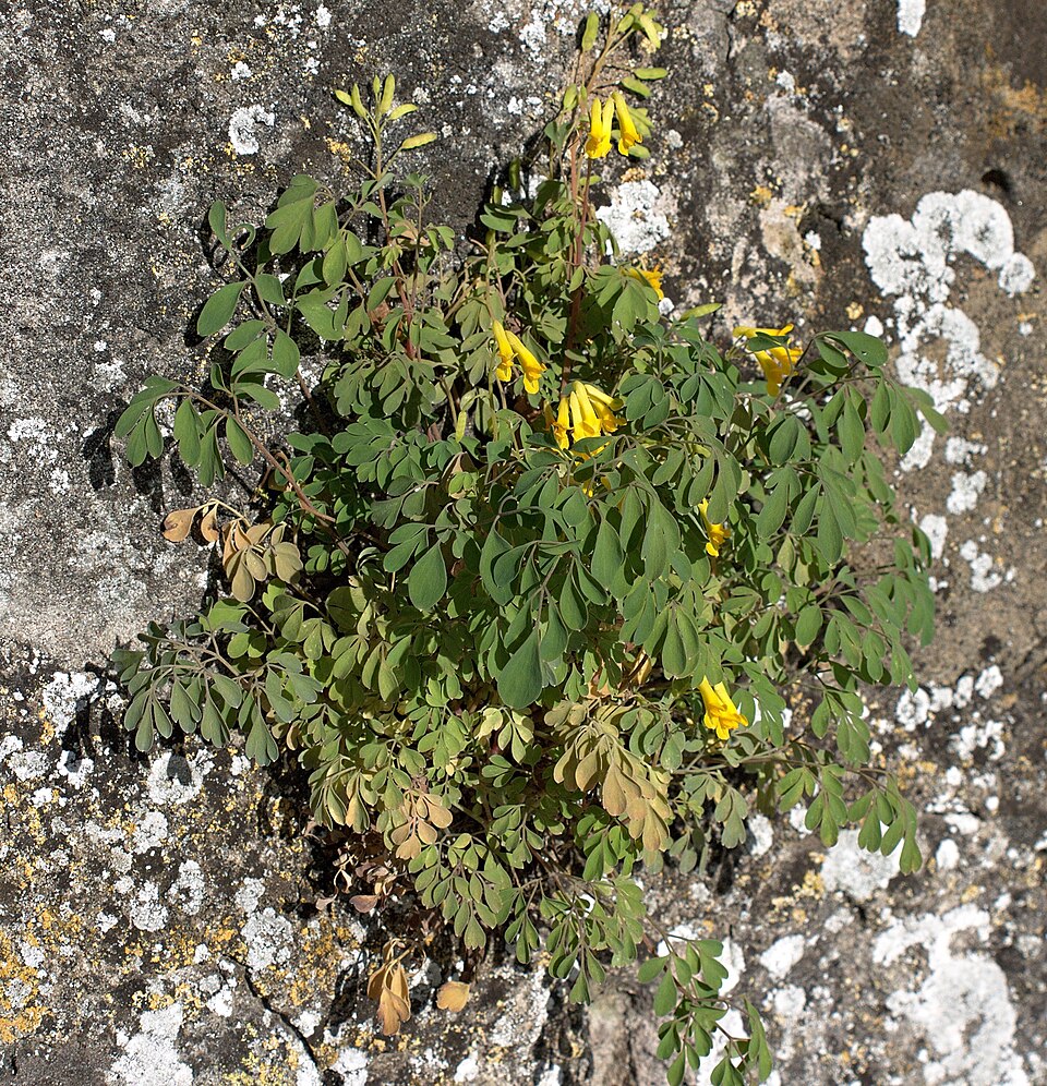 Pseudofumaria lutea (Yellow Fumitory)