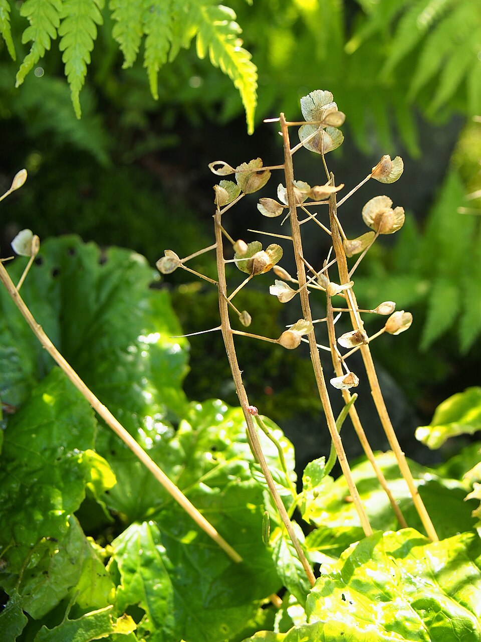 Pachyphragma macrophyllum (giant spring brassica) (alternate view 10)