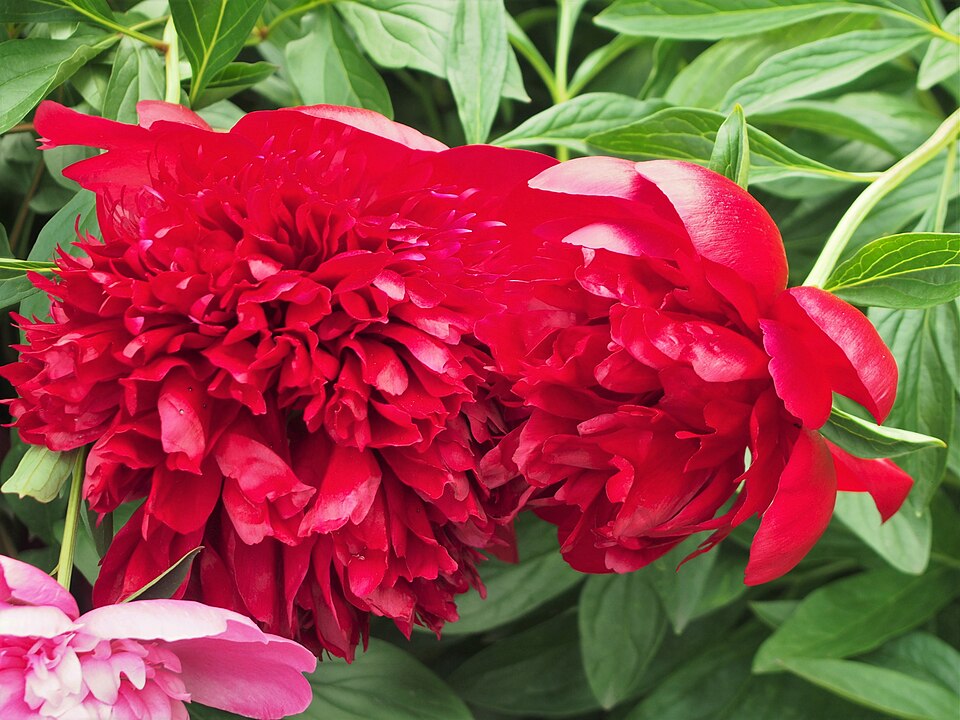 Paeonia lactiflora 'Red Charm' (Red Charm Peony) (alternate view 2)