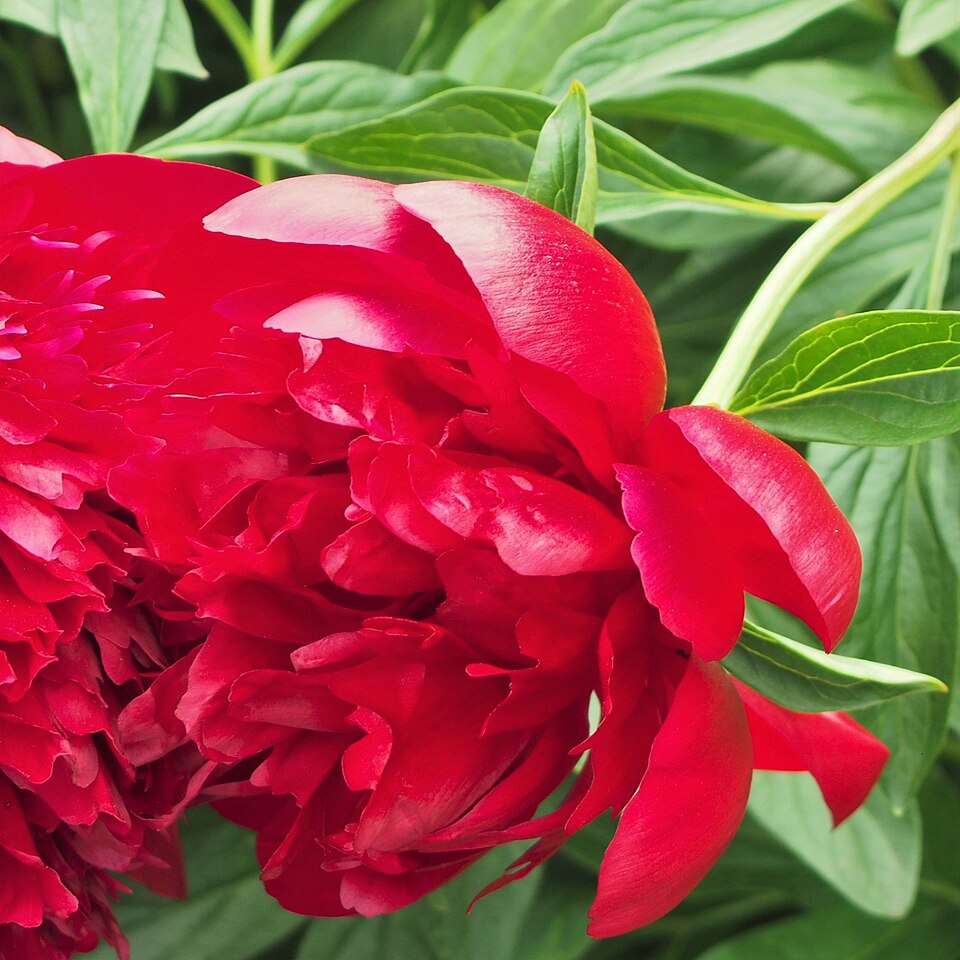 Paeonia lactiflora 'Red Charm' (Red Charm Peony) (alternate view 3)