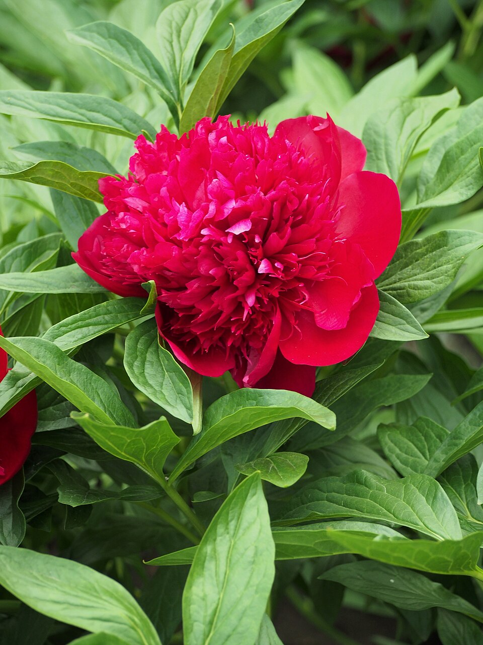 Paeonia lactiflora 'Red Charm' (Red Charm Peony) (alternate view 4)