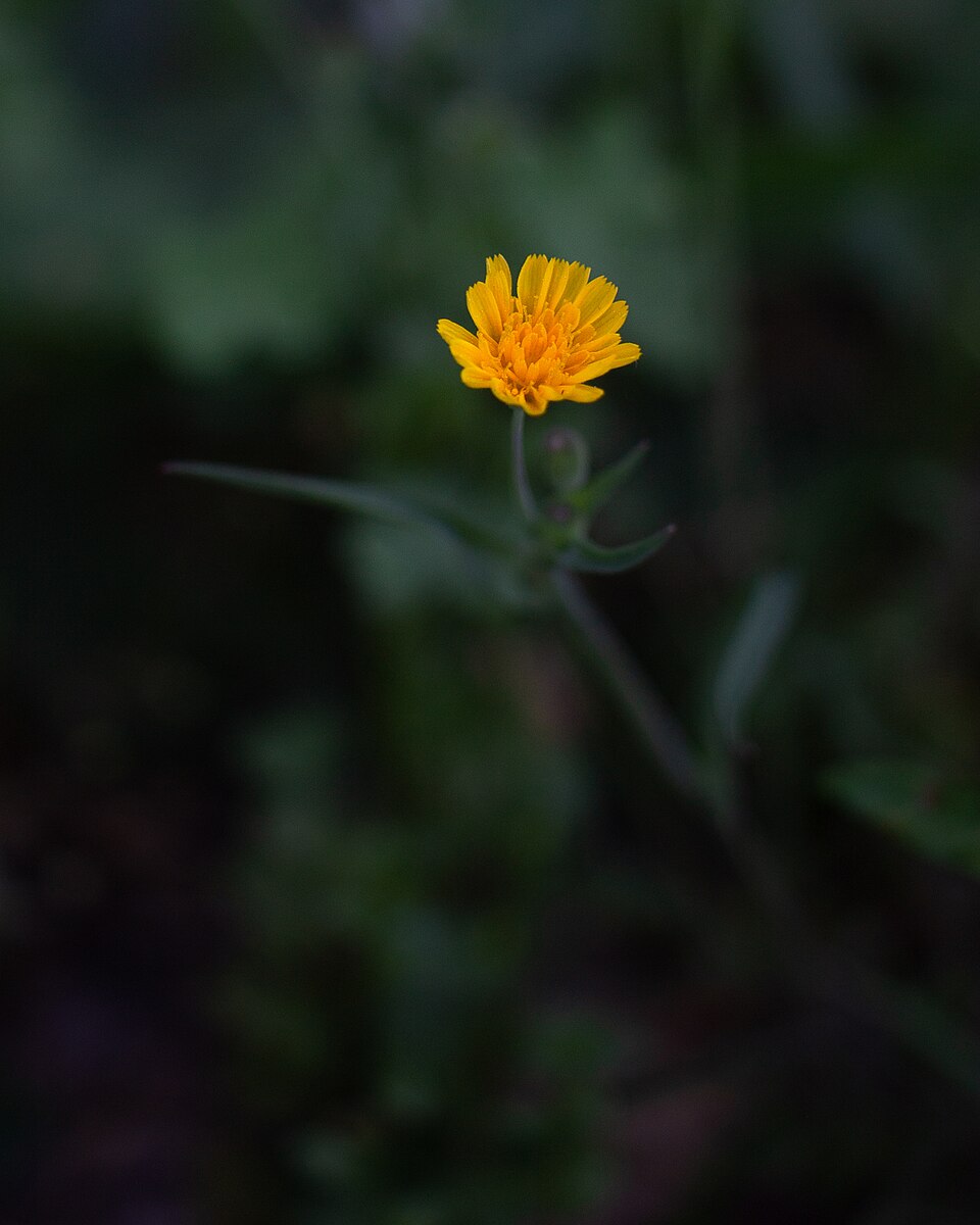 Krigia (Dwarf dandelions)