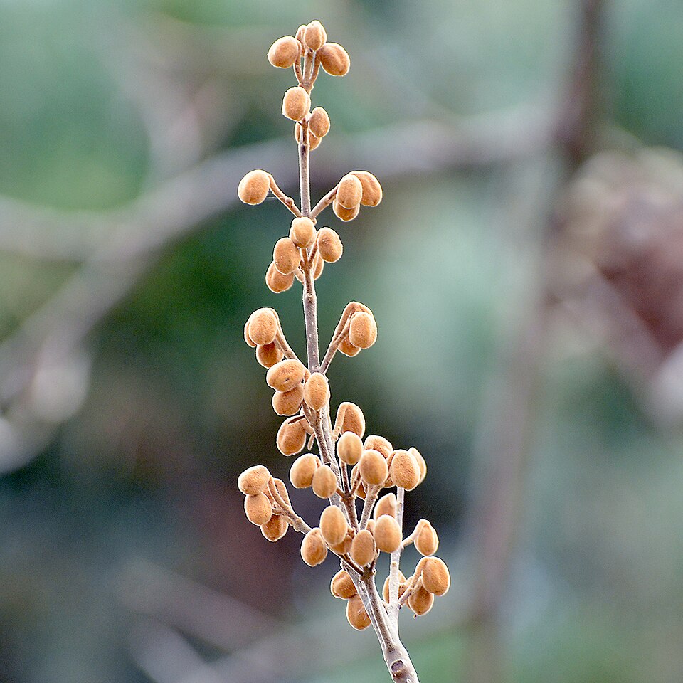 Paulownia tomentosa (empress tree)