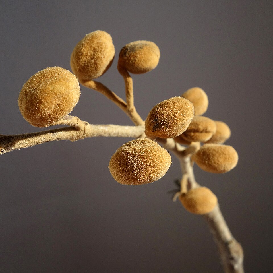 Paulownia tomentosa (empress tree) (alternate view 2)