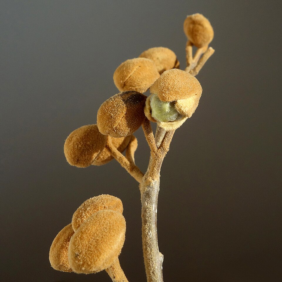 Paulownia tomentosa (empress tree) (alternate view 3)