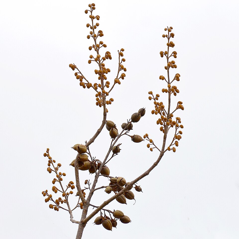 Paulownia tomentosa (empress tree) (alternate view 4)