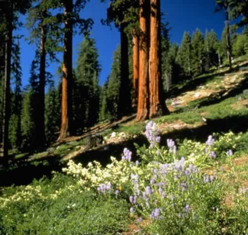 Sequoiadendron giganteum (giant sequoia) (alternate view 9)