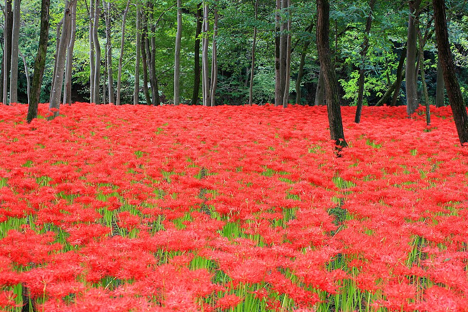 Lycoris radiata (red spider lily) (alternate view 9)