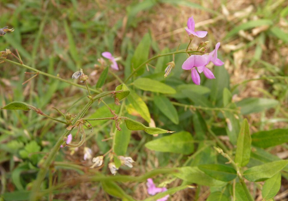Desmodium paniculatum (panicled ticktrefoil) (alternate view 7)