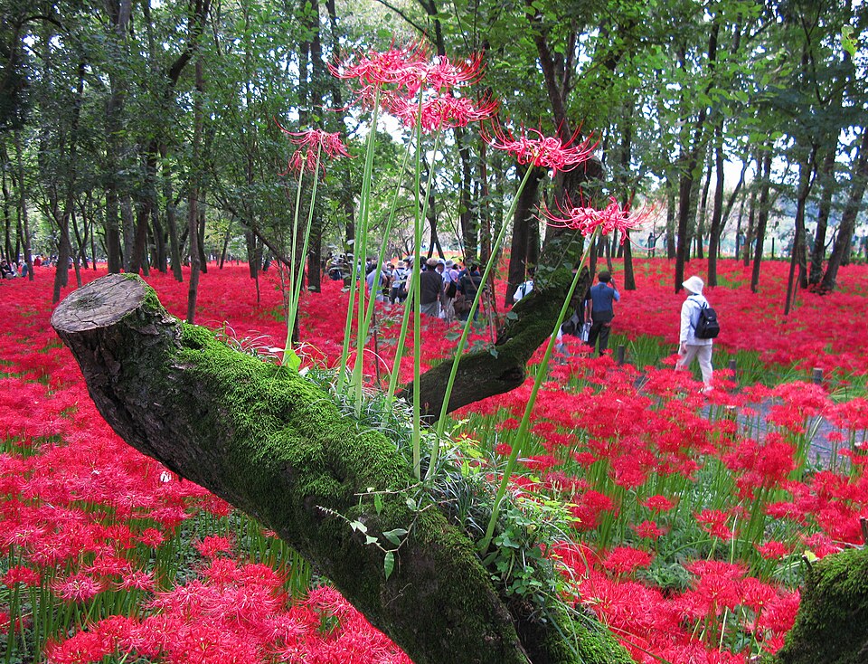 Lycoris radiata (red spider lily) (alternate view 10)