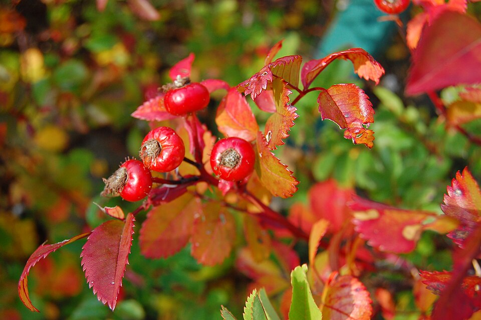 Rosa carolina (Carolina rose) (alternate view 9)