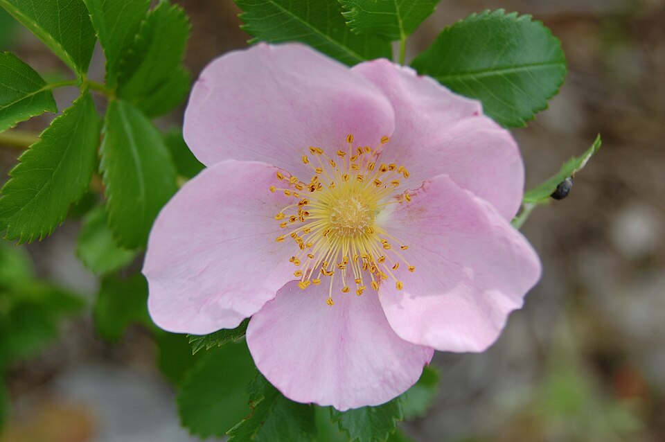 Rosa carolina (Carolina rose) (alternate view 10)