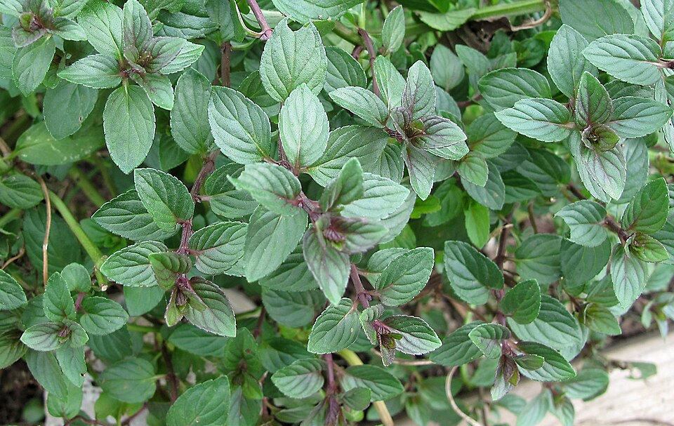 Mentha × piperita (Peppermint) (alternate view 6)