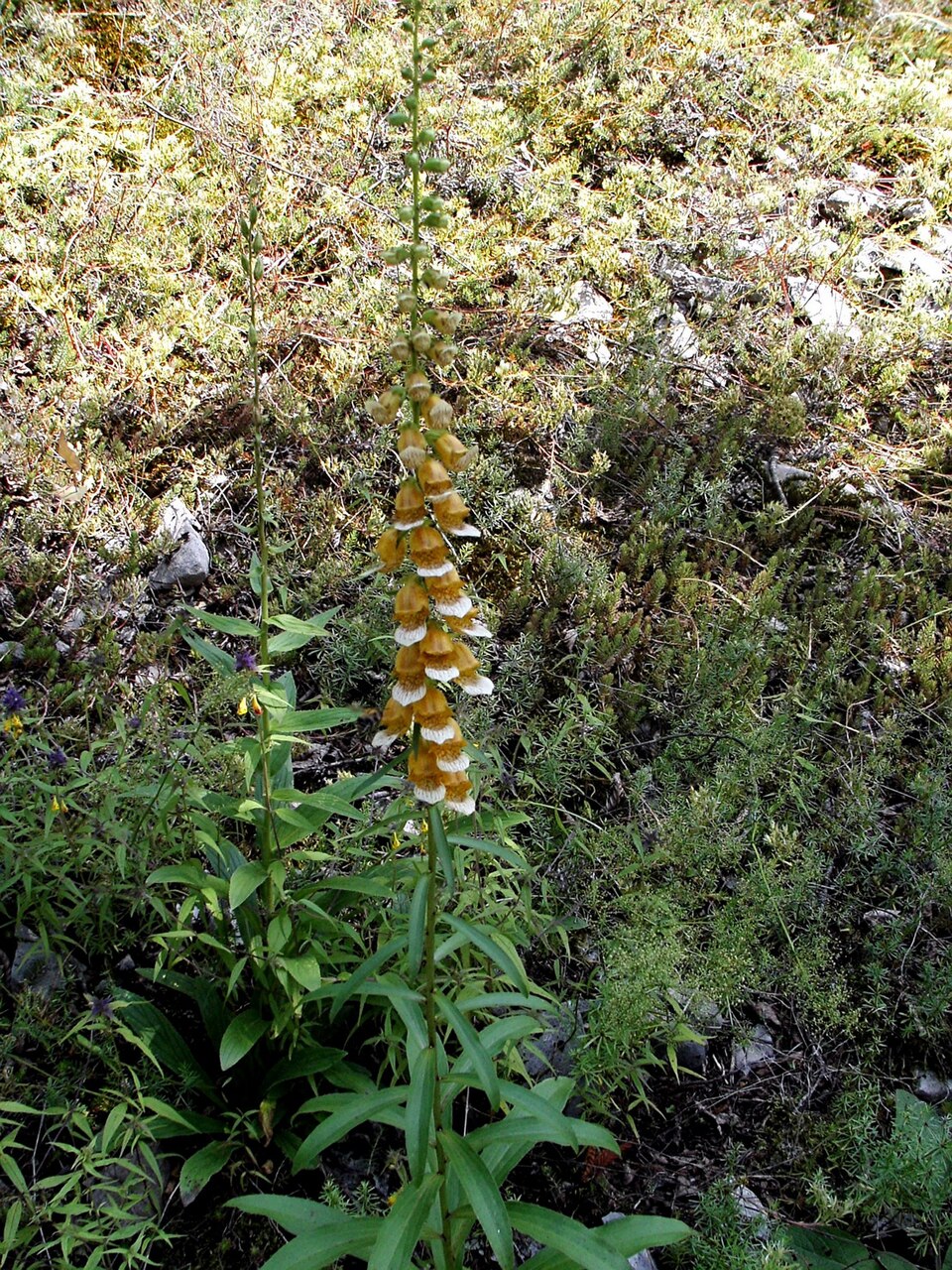 Digitalis laevigata (Grecian Foxglove) (alternate view 6)
