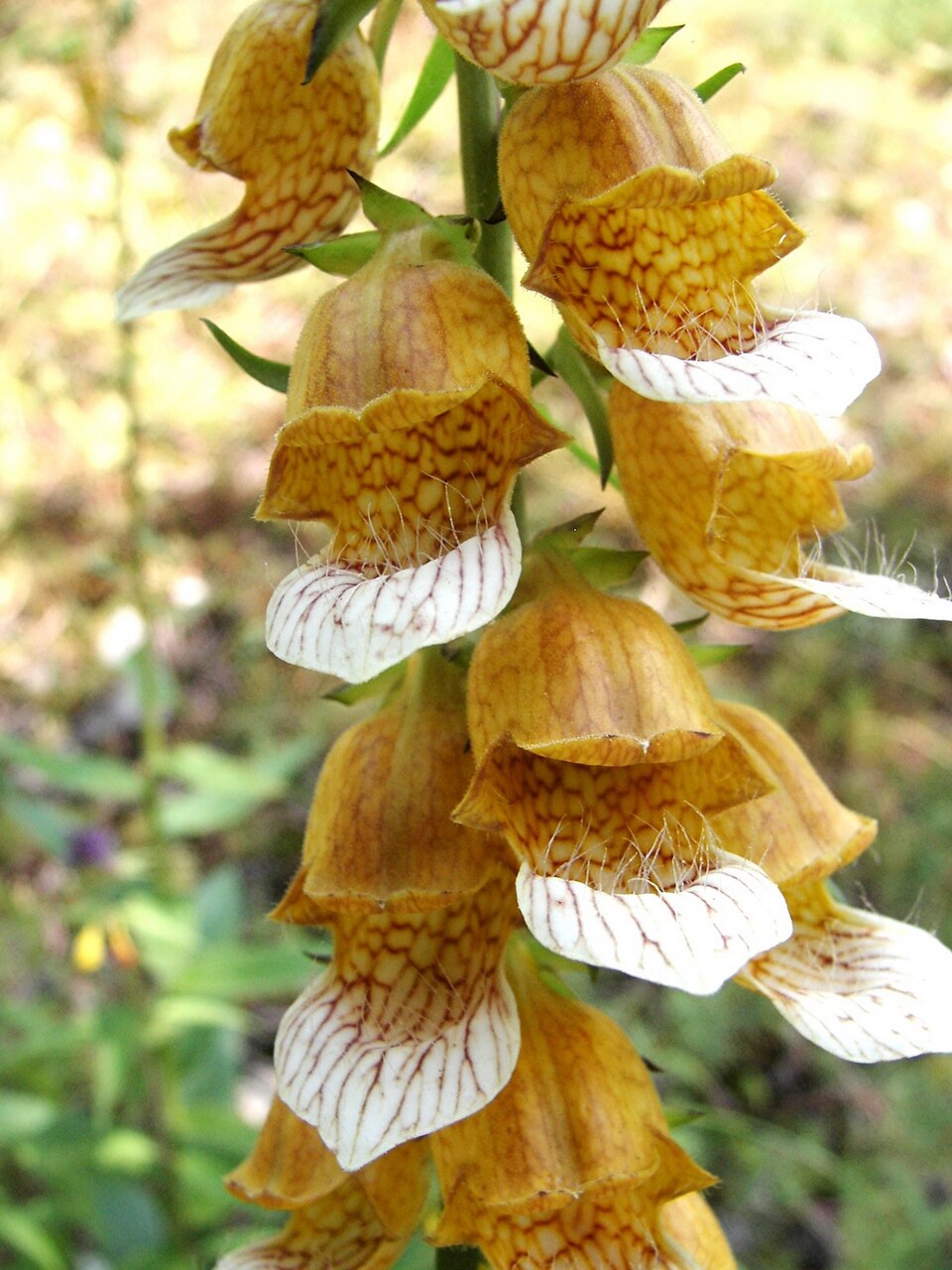 Digitalis laevigata (Grecian Foxglove) (alternate view 7)