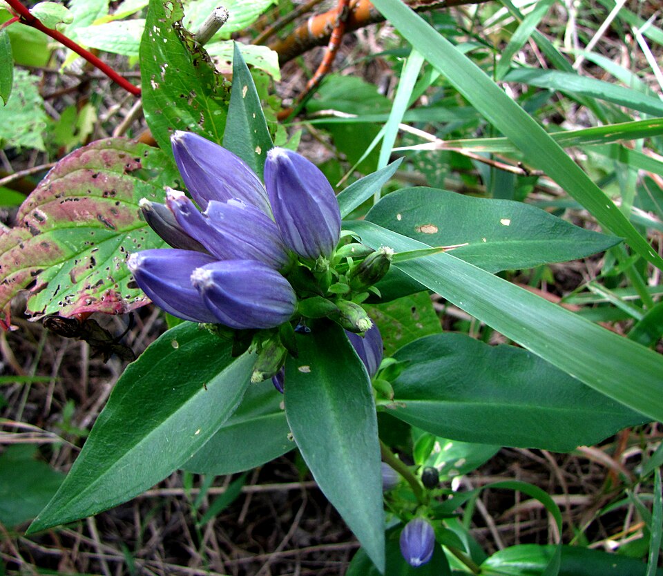 Gentiana andrewsii (closed bottle gentian) (alternate view 2)