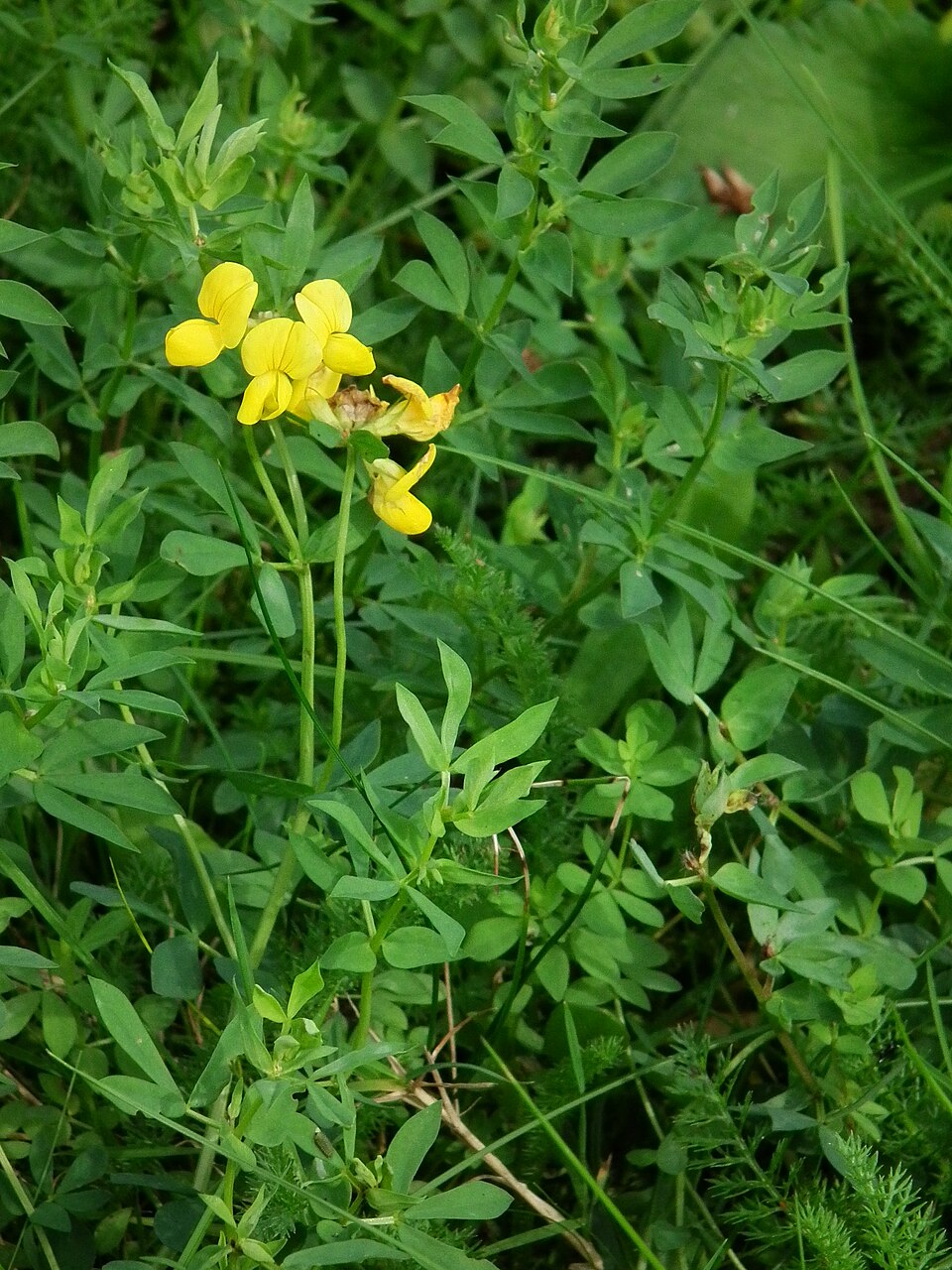 Lotus corniculatus (bird's-foot trefoil) (alternate view 6)