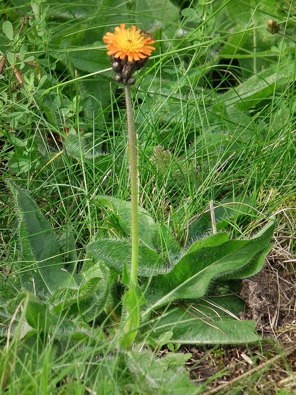 Pilosella aurantiaca (orange hawkweed)
