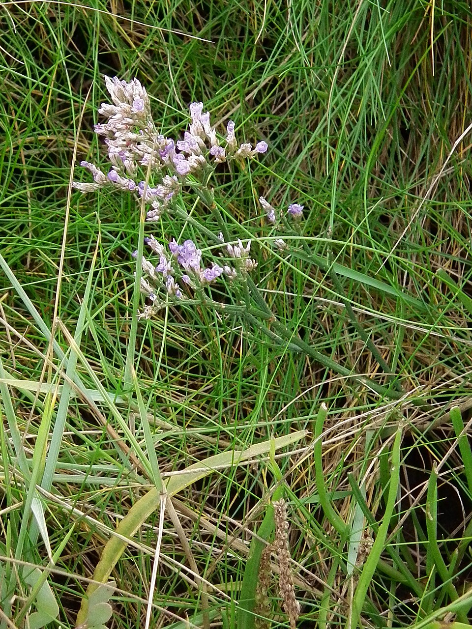 Limonium vulgare (Common Sea-lavender)