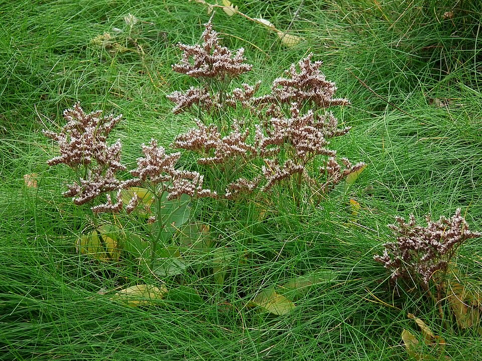 Limonium vulgare (Common Sea-lavender)