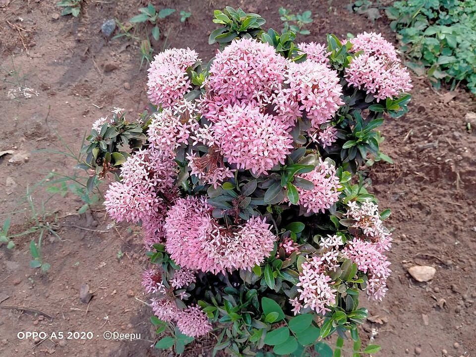 Ixora (ixoras) (alternate view 8)