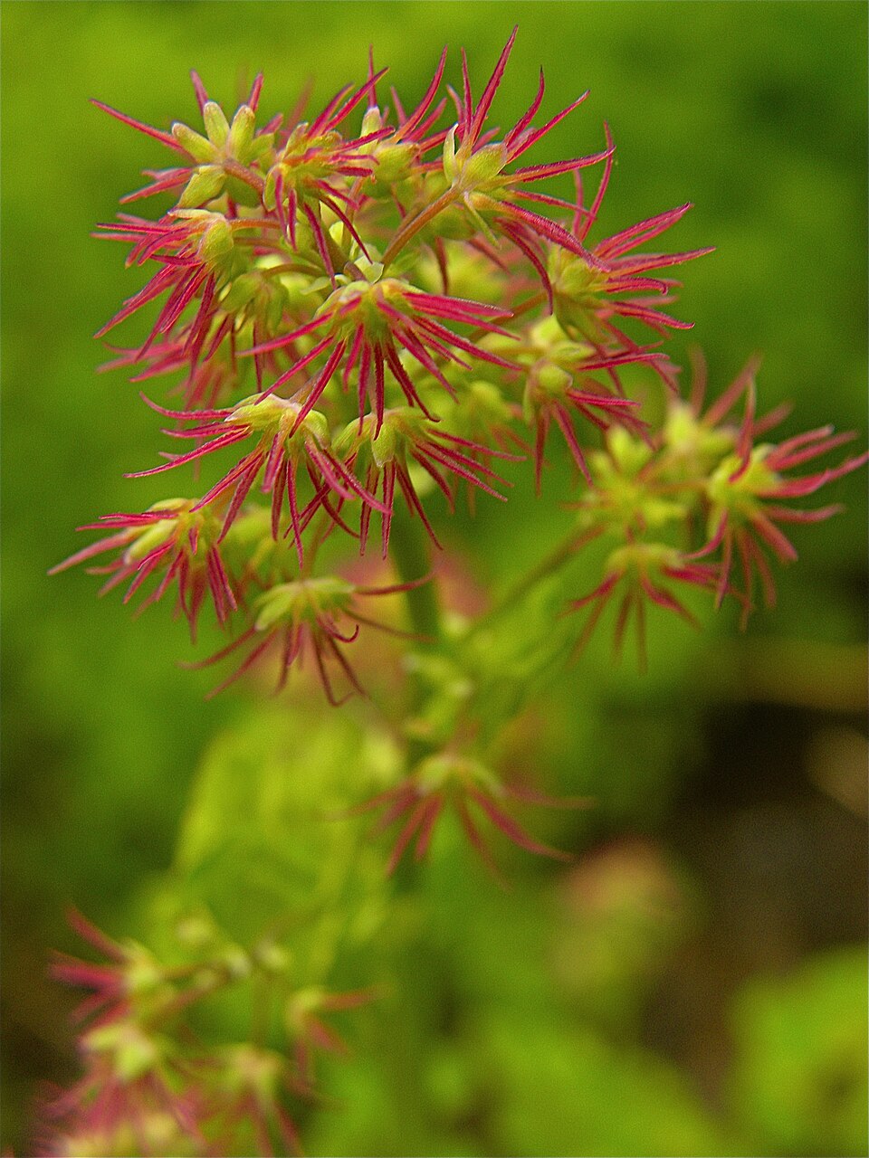 Thalictrum occidentale (Western Meadow-Rue) (alternate view 7)