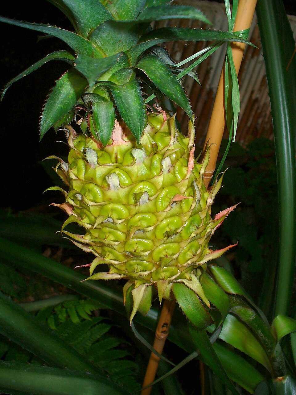 Ananas comosus (Pineapple Plant) (alternate view 9)