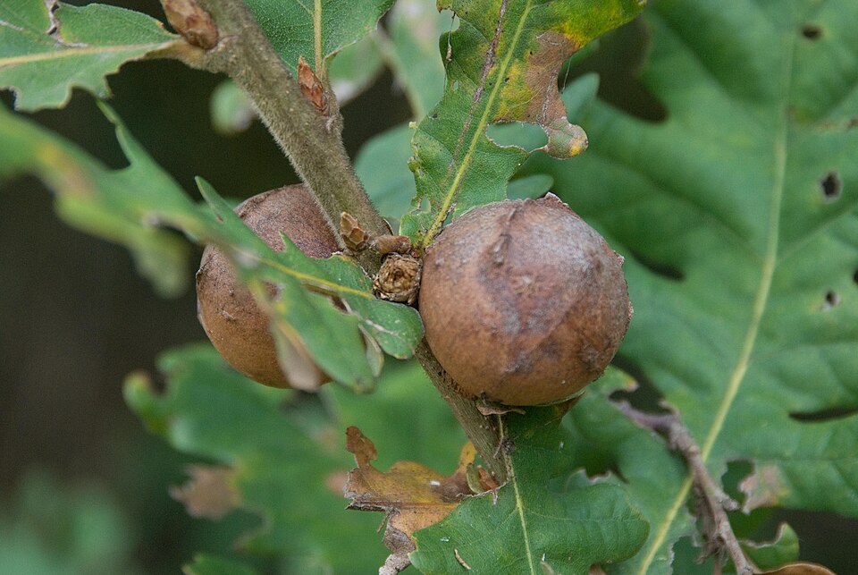 Quercus frainetto (Hungarian oak) (alternate view 9)