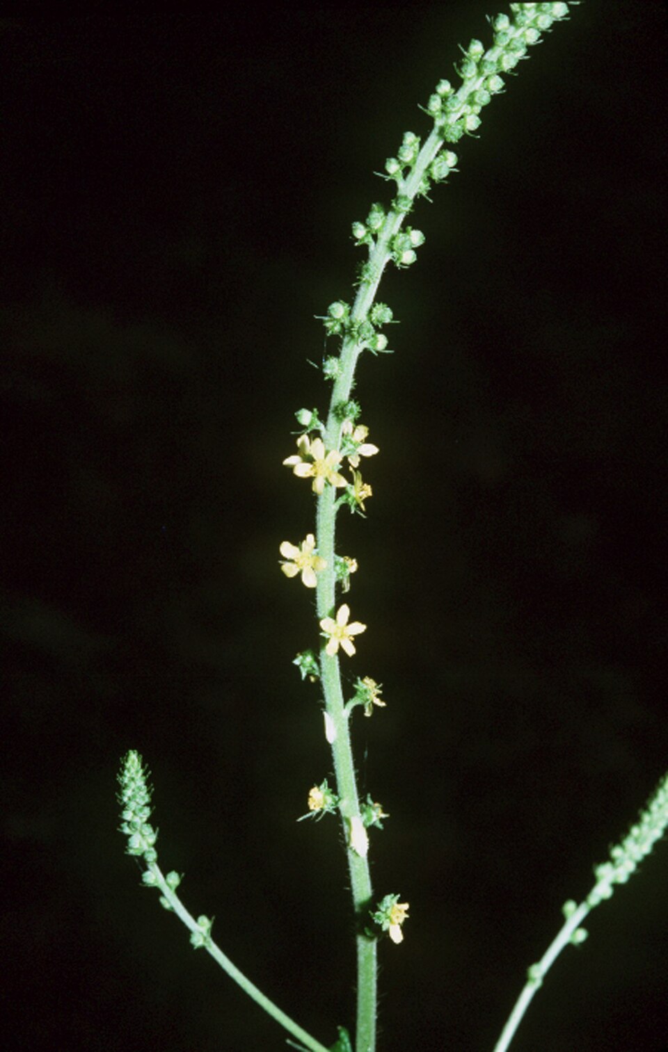 Agrimonia parviflora (swamp agrimony)