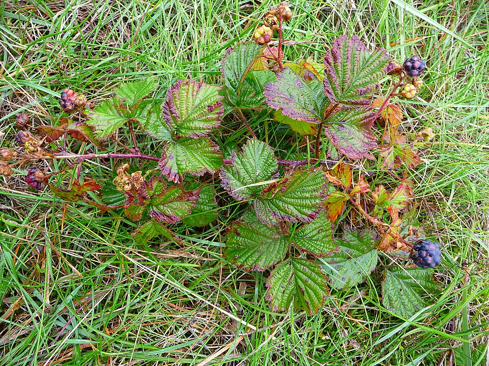 Rubus caesius (European dewberry)