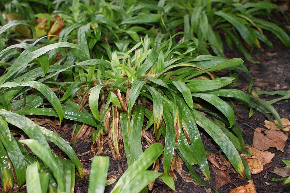 Carex plantaginea (Plantain-Leaved Sedge) (alternate view 4)
