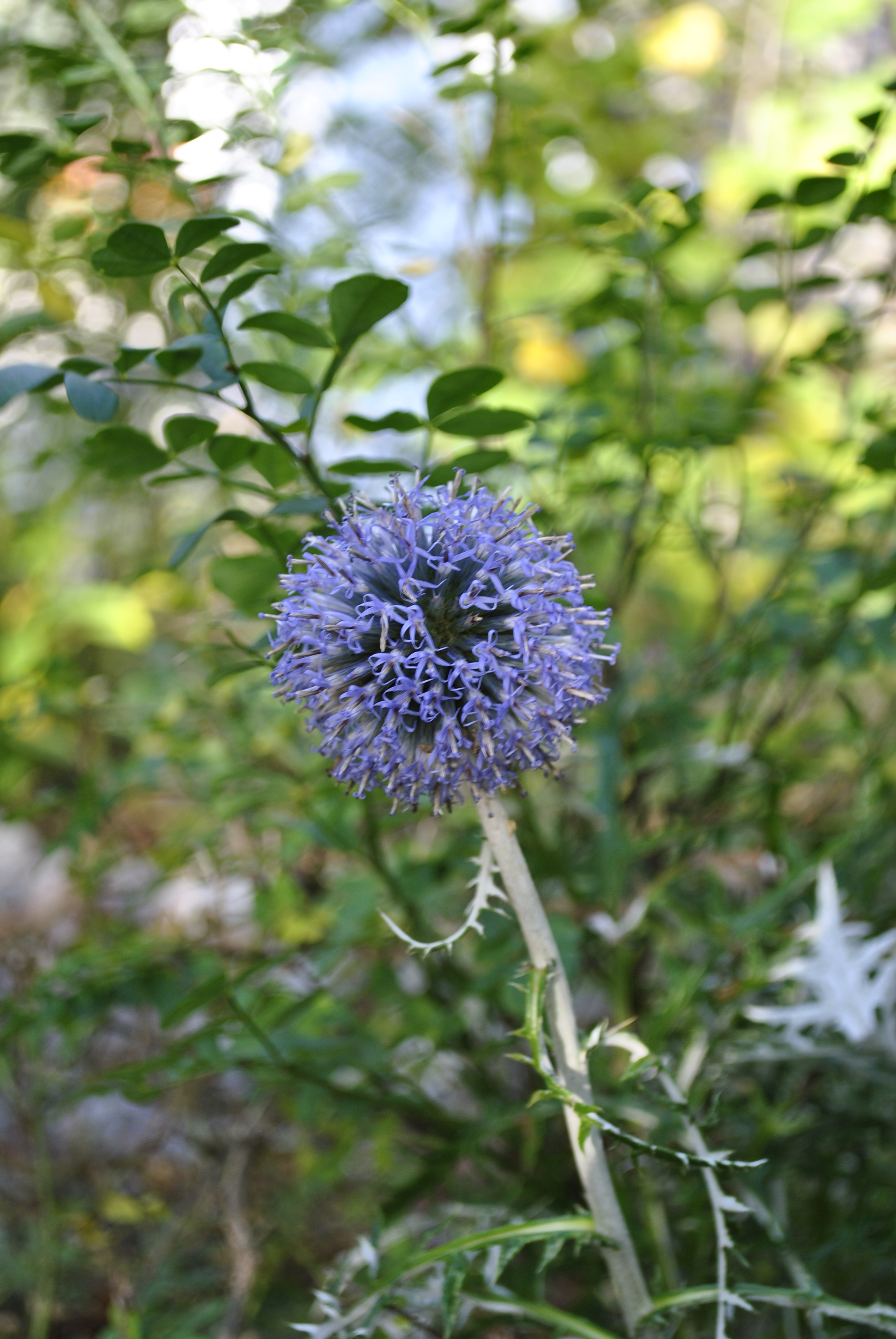 Echinops ritro, Globe thistle — upright deciduous (Asteraceae) (image 5 of 10)