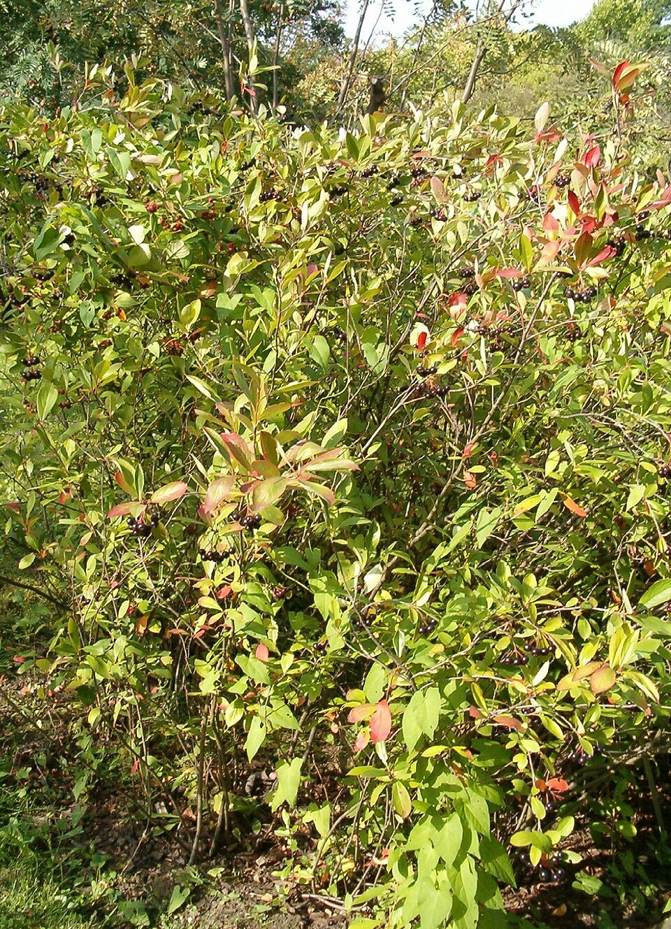 Aronia × prunifolia (purple chokeberry) (alternate view 11)