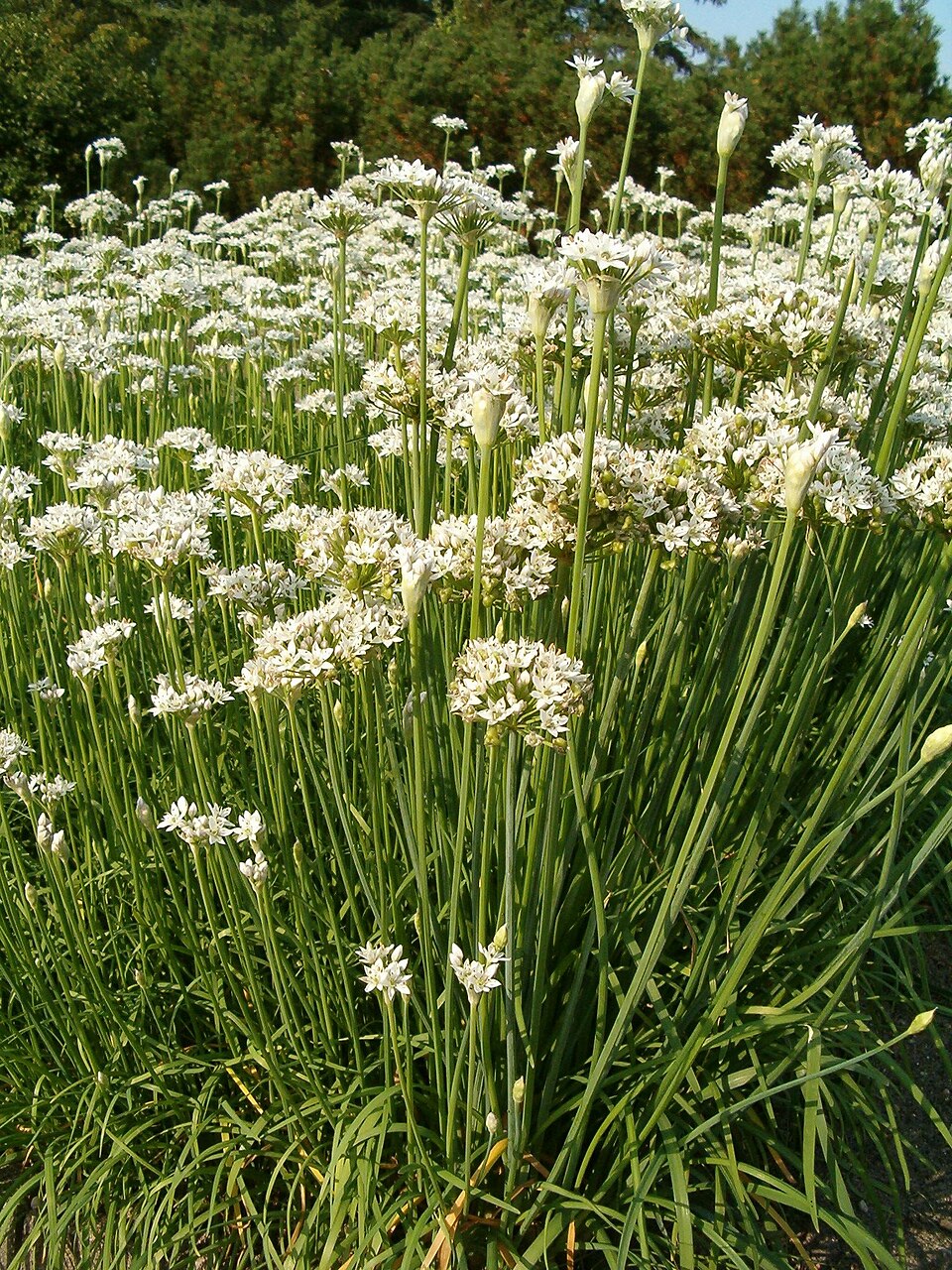 Allium tuberosum (Garlic Chives) (alternate view 7)