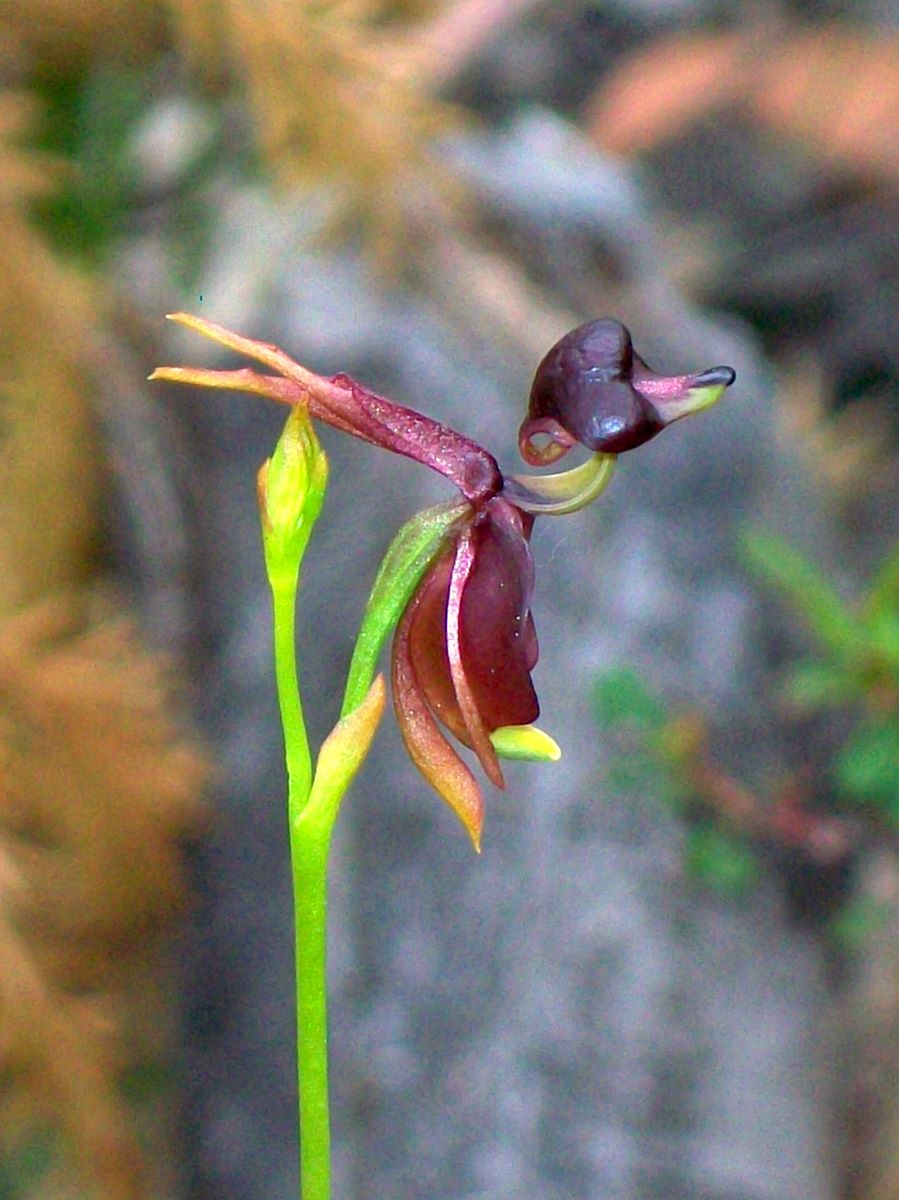Caleana major (Large Flying Duck Orchid) (alternate view 4)